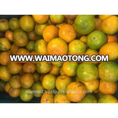 Fresh Mandarin Orange / Tangerine Export fruit good price